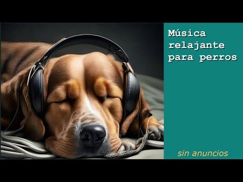 Música relajante para perros — 10 horas de musicoterapia para calmar la ansiedad por separación